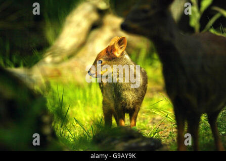 Honey, ein Baby Pudu Deer, geboren am 22. April, macht einen Spaziergang in der Sonne mit ihrer Mutter Amber im Edinburgh Zoo. Stockfoto