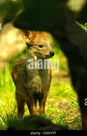 Schottland-Hirsch Stockfoto