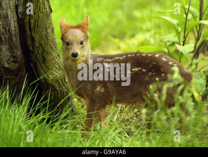 Honey, ein Baby Pudu Hirsch, geboren am 22. April, macht einen Spaziergang in der Sonne im Edinburgh Zoo. Stockfoto