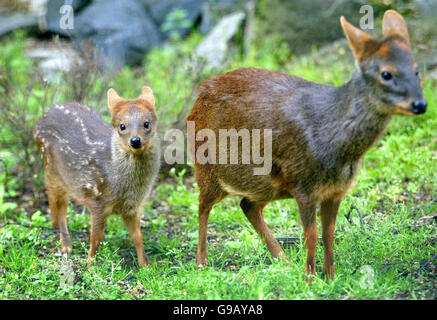 Honey, ein kleines Pudu-Hirsch, geboren am 22. April, macht mit ihrer Mutter Amber einen Spaziergang in der Sonne im Edinburgh Zoo. Stockfoto