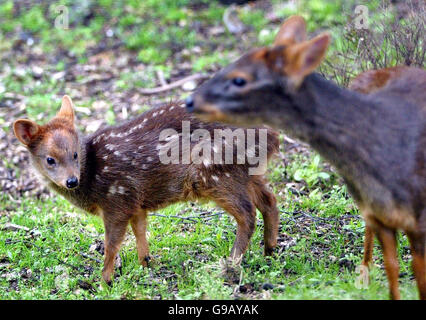 Honey, ein Baby Pudu Deer, geboren am 22. April, macht einen Spaziergang in der Sonne mit ihrer Mutter Amber im Edinburgh Zoo. Stockfoto