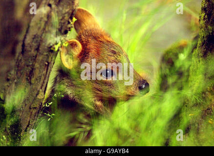 Honey, ein Pudu-Hirsch, geboren am 22. April, spielt in der Sonne im Edinburgh Zoo. Stockfoto