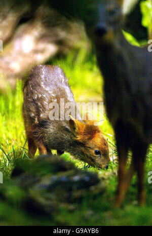 Schottland-Hirsch Stockfoto