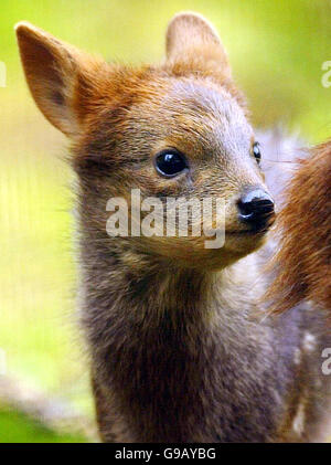 Honey, ein Baby Pudu Hirsch, geboren am 22. April, macht einen Spaziergang in der Sonne im Edinburgh Zoo. Stockfoto