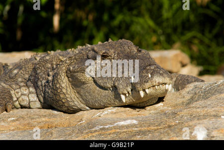 Nahaufnahme eines indischen Mugger-Krokodil oder indischen Marsh Krokodil in der Sonne aalen Stockfoto