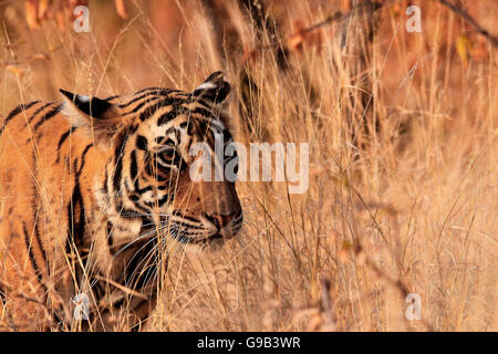 Royal Bengal Tiger in den Rasen Stockfoto