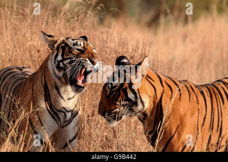 Wütend Royal Bengal Tigerin knurrend auf ihre Sub-adult-cub Stockfoto