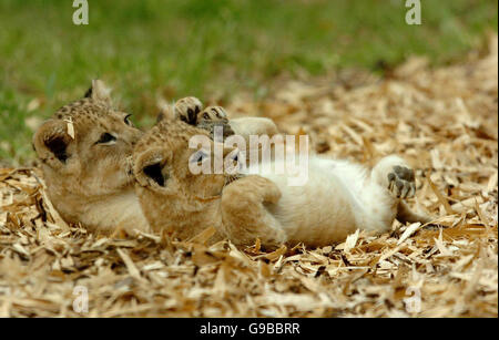 Tiere-Löwen Stockfoto