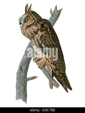 Waldohreule Asio Otus, Vögel, 1827-1838 Stockfoto