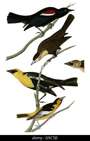 1 nördliche Oriole Ikterus Galbula, 2 gelb-vorangegangene Amsel, Xanthocephalus, 3 dreifarbigen Amsel, Agelaius Tricolor Stockfoto