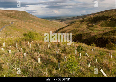 Blick ins obere Hodder von Lythe fiel Weg über Slaidburn in den Wald von Bowland, Lancashire, UK. Stockfoto