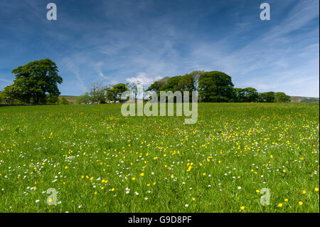 Hochland Wiese in den Wald von Bowland im Frühsommer, voller Wildblumen und Gräser. Lancashire, UK Stockfoto