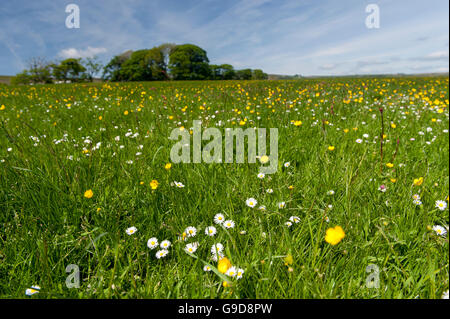 Hochland Wiese in den Wald von Bowland im Frühsommer, voller Wildblumen und Gräser. Lancashire, UK Stockfoto