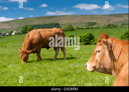 Limousin-Rinder in Weide, Frühsommer, Slaidburn, Lancashire, UK. Stockfoto