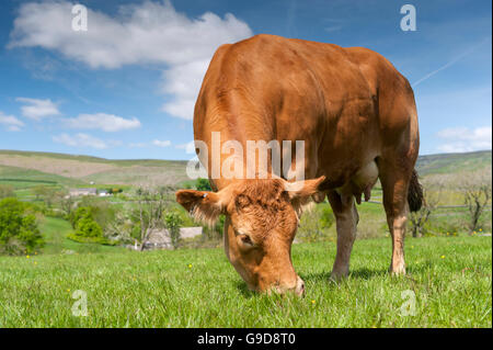 Limousin-Rinder in Weide, Frühsommer, Slaidburn, Lancashire, UK. Stockfoto