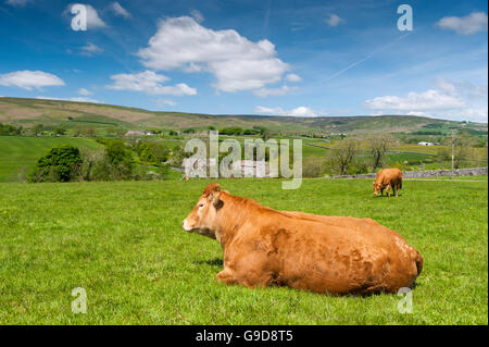 Limousin-Rinder in Weide, Frühsommer, Slaidburn, Lancashire, UK. Stockfoto