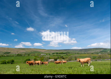 Limousin-Rinder in Weide, Frühsommer, Slaidburn, Lancashire, UK. Stockfoto