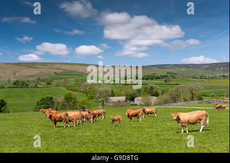 Limousin-Rinder in Weide, Frühsommer, Slaidburn, Lancashire, UK. Stockfoto