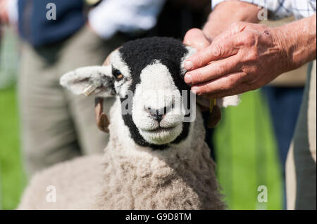 Bauer zeigt ein Swaledale Mutterschaf bei einer Landwirtschaftsausstellung, Cumbria, UK. Stockfoto