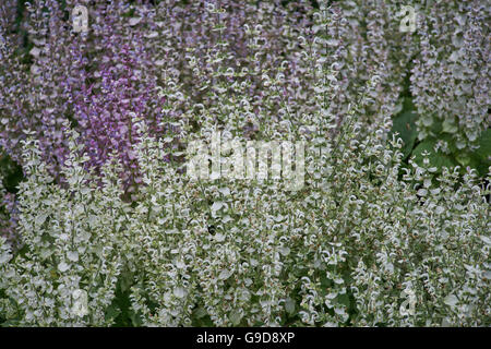 Salvia Sclarea, Salbei, Salbei blühen Stockfoto