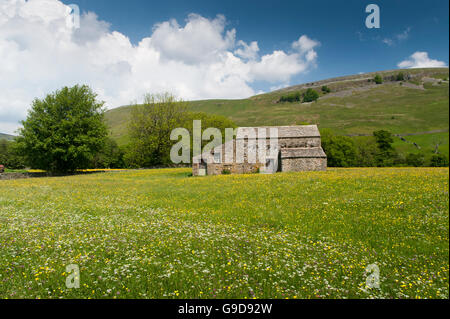 Stein Scheunen in Wildblumenwiesen, Frühsommer im Swaledale, in der Nähe von Muker, Yorkshire Dales National Park, UK. Stockfoto