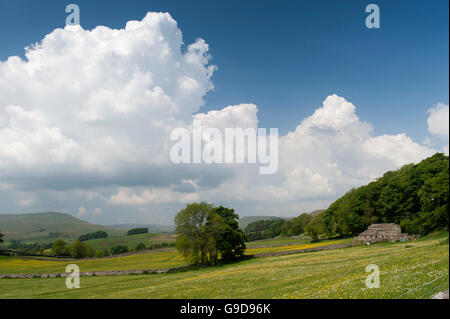 Ackerland in oberen Wensleydale in der Nähe von Hawes im Frühsommer mit Wildblumenwiesen in Blüte. North Yorkshire, Großbritannien Stockfoto