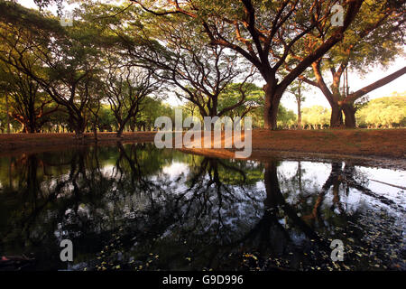 die Landschaft von einem Park in der alten Stadt Sukothai in der Provinz Sukhothai im Norden von Bangkok in Thailand, Südostasien Stockfoto