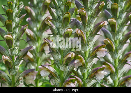 Acanthus Mollis Bär der Reithose Bearsfoot Oyster Pflanze Stockfoto