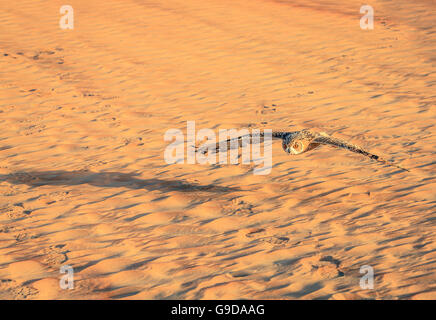 Wüste Uhu fliegt über Dünen von Dubai Desert Conservation Reserve, Vereinigte Arabische Emirate Stockfoto