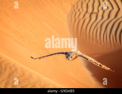 Wüste Uhu fliegt über Dünen von Dubai Desert Conservation Reserve, Vereinigte Arabische Emirate Stockfoto