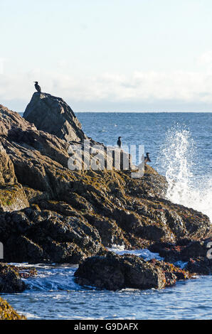 Brechenden Welle wirft Spray über vier Kormorane (Phalacrocorax Carbo) auf der Küste von Seal Harbor, Maine. Stockfoto