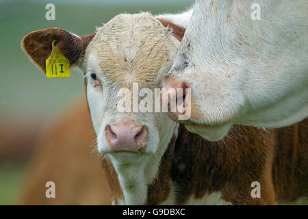 Hereford Kälber in Wiesen in der Nähe von Aylsham in Bure Valley Norfolk Stockfoto