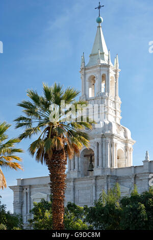 Bell Tower, Kathedrale von Arequipa, und Palme, Plaza de Armas, Arequipa, Peru Stockfoto