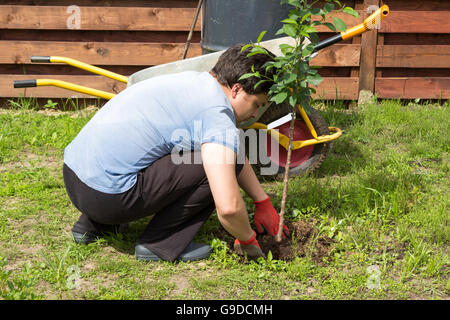 Man pflanzt eine Kirsche im Garten Stockfoto