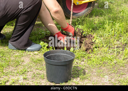 Man pflanzt eine Kirsche im Garten Stockfoto