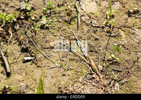 rote Marienkäfer sitzt auf einem Rasen-Blatt Stockfoto