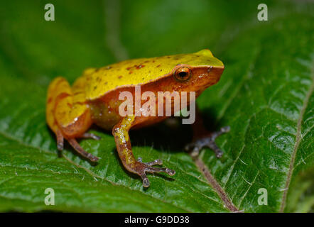 Frosch auf Blatt (Stumpffia SP.), sitzen Regenwald, Ranomafana Nationalpark, Southern Highlands, Madagaskar Stockfoto