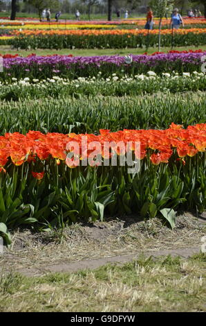 Tulpenfest Zeit in Holland, Michigan, USA Stockfoto