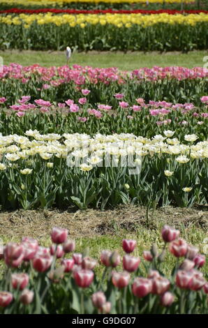 Tulpenfest Zeit in Holland, Michigan, USA Stockfoto
