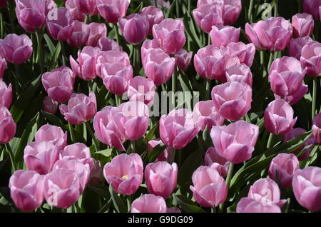 Tulpenfest Zeit in Holland, Michigan, USA Stockfoto
