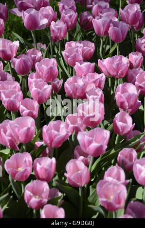 Tulpenfest Zeit in Holland, Michigan, USA Stockfoto