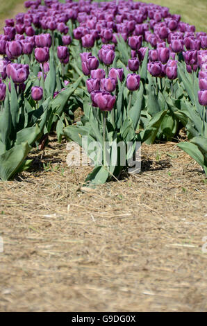 Tulpenfest Zeit in Holland, Michigan, USA Stockfoto