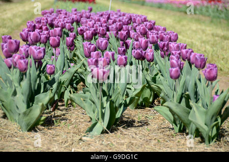 Tulpenfest Zeit in Holland, Michigan, USA Stockfoto