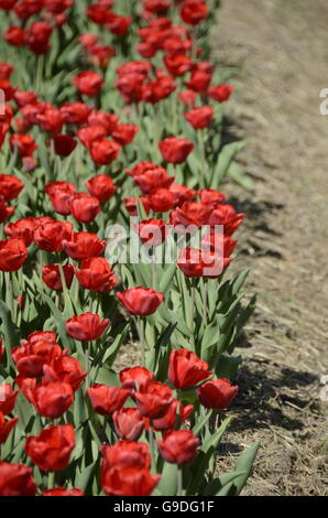 Tulpenfest Zeit in Holland, Michigan, USA Stockfoto