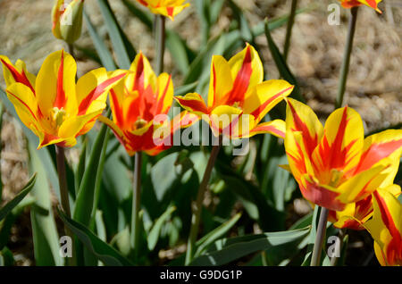 Tulpenfest Zeit in Holland, Michigan, USA Stockfoto