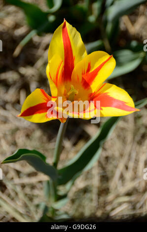Tulpenfest Zeit in Holland, Michigan, USA Stockfoto