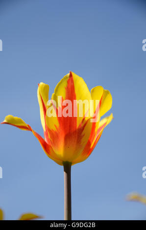 Tulpenfest Zeit in Holland, Michigan, USA Stockfoto