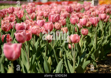 Tulpenfest Zeit in Holland, Michigan, USA Stockfoto
