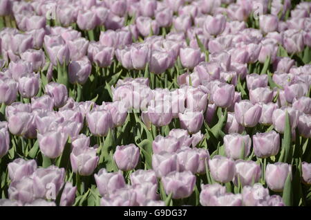 Tulpenfest Zeit in Holland, Michigan, USA Stockfoto