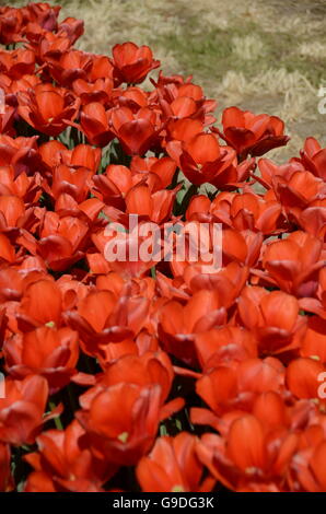 Tulpenfest Zeit in Holland, Michigan, USA Stockfoto